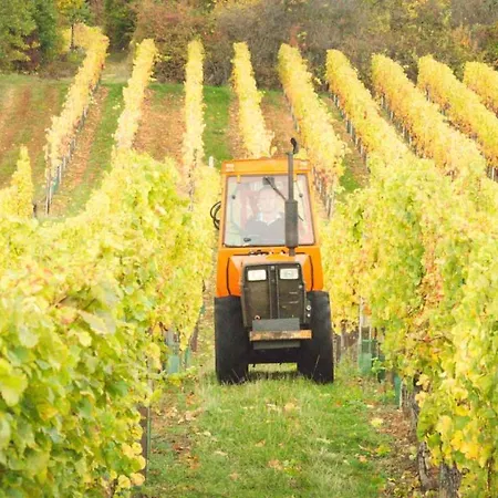 Tokay Vigneron * Sigolsheim