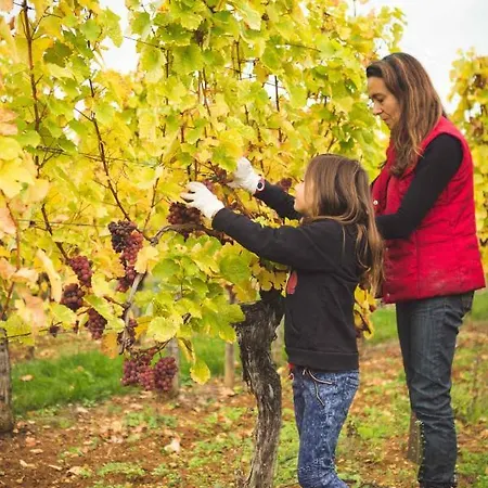 Semesterbostad Tokay Vigneron